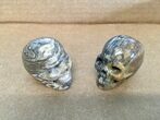 Clearance Lot: Polished Stone Skulls - Pieces #215257-1